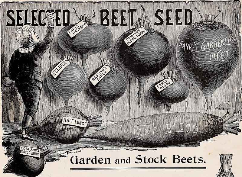 Alfred J. Brown Seed Co;Henry G. Gilbert Nursery and Seed Trade Catalog Collection, No restrictions, via Wikimedia Commons
